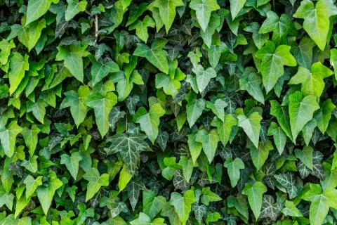 A wall of common ivy Stock Photos