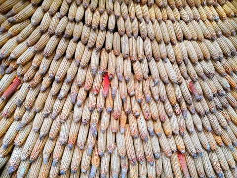 A wall of corn. Corn hanging on the wall. the texture of the corn cobs dry corn Stock Photos