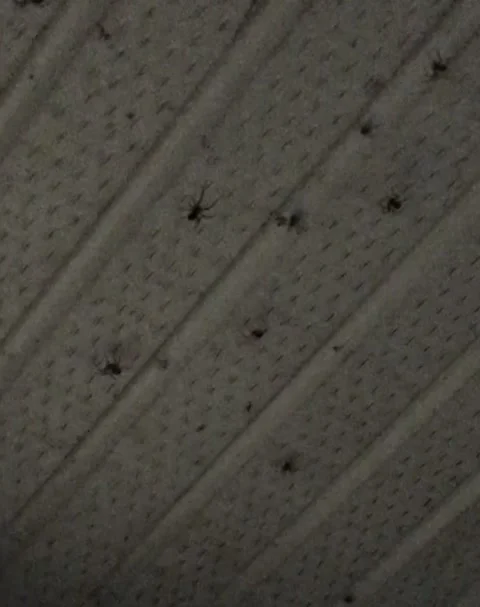 Wall Covered in Crawling Spiders Stock Footage 162863094