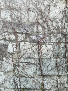 The wall is covered in dried vine Stock Photos