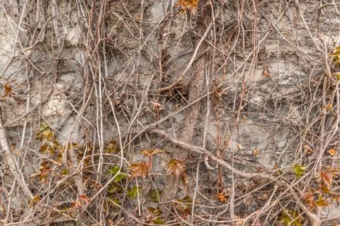 Wall covered by dry, leafless branches Stock Photos