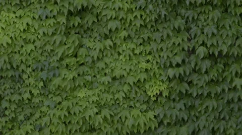 Wall covered with green creeper usable as background Stock Footage 62739320