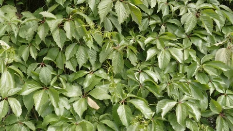 Wall Covered With Green Creeper Usable As Background. Parthenocissus Stock Footage 101454080