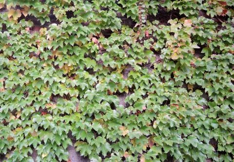 Wall covered with ivy Foto stock