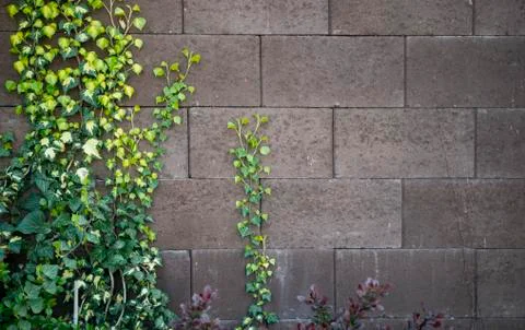 The wall covered by ivy Stock Photos