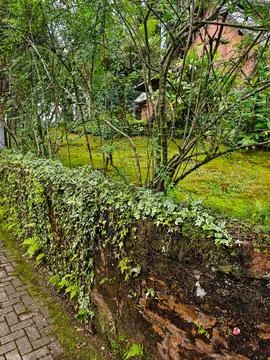 Wall covered in moss and native vegetation Stock Photos