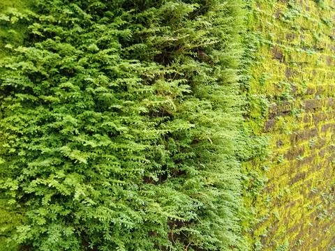Wall covered with moss Stock Photos