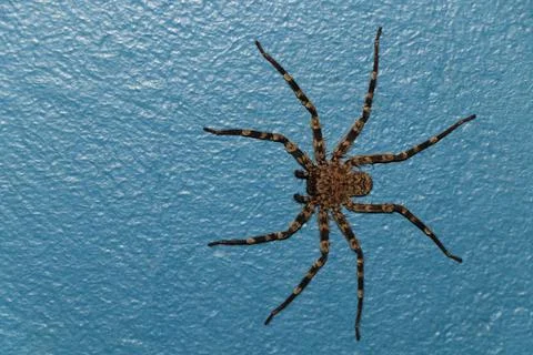 Wall Crab Spider Flat On Painted Surface (Selenops radiatus) Stock-Fotos