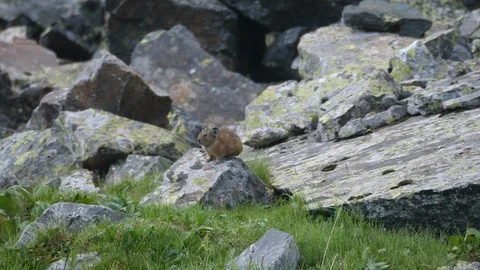 Wall creeper, Ochotona alpina sat on the stone. Altai Stock Footage