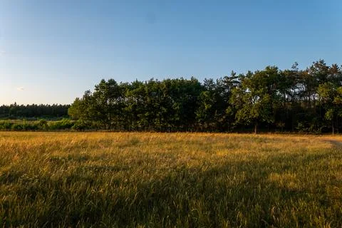 Wall of dark green forest bordering a dried meadow Фото