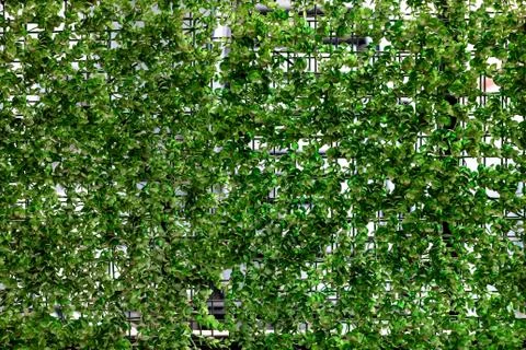 Wall decorated with green leaf background texture. Stock Photos