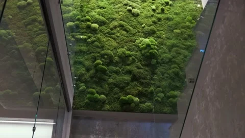 A wall decorated with green moss. The interior decor of a restaurant, bar. Stock Footage 141516330