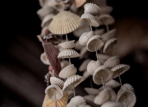 Wall decorated with scallop shells in a row Stock Photos