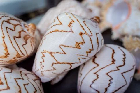 Wall decorated with scallop shells in a row. Stock Photos