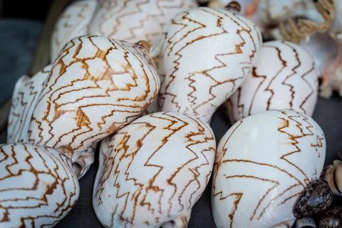 Wall decorated with scallop shells in a row. Foto stock