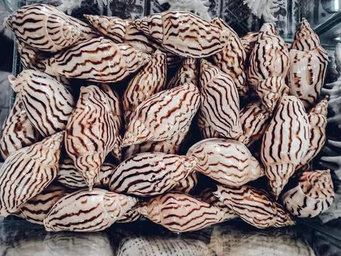 Wall decorated with scallop shells in a row. Stock Photos