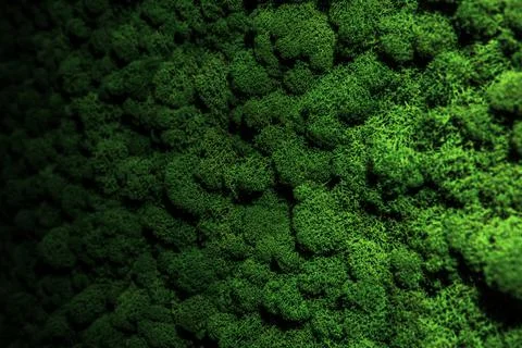 Wall decorated with stabilized moss in an eco-friendly office Stock Photos