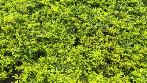 Wall of dense green leaves creating rich textured foliage background Stock Footage 314098403