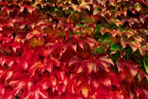 A wall densely packed with overlapping red, orange, and green leaves. Stock Photos