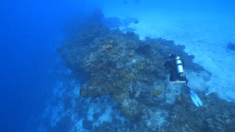 Wall dive in Cozumel reef Stock Footage 305966120