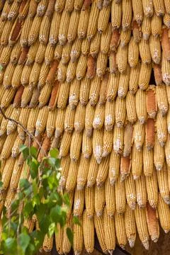 Wall elements. Background close-up of corn cobs. Stock Photos