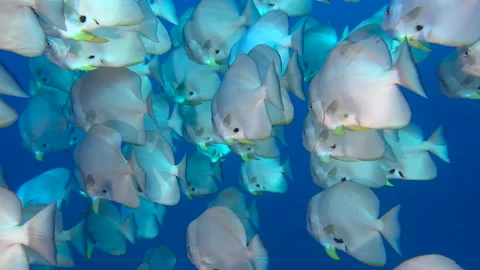 Wall of fish -  Flock herd of Bat fish in The Coral Reef Stock Footage 327863489