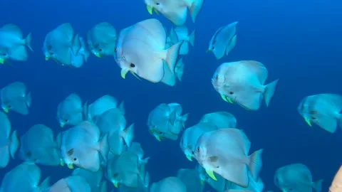 Wall of fish -  Flock herd of Bat fish in The Coral Reef Stock Footage 329090825