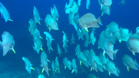 Wall of fish -  Flock herd of Bat fish in The Coral Reef Stock Footage 330601054