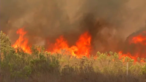 Wall of flames during fast-moving wildfire with burning brush Stock Footage 219304019