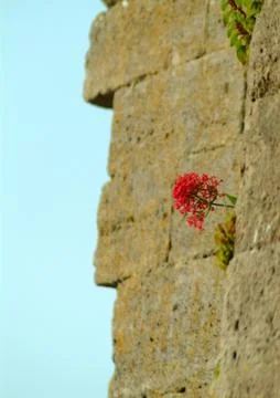 Wall Flower Stock Photos