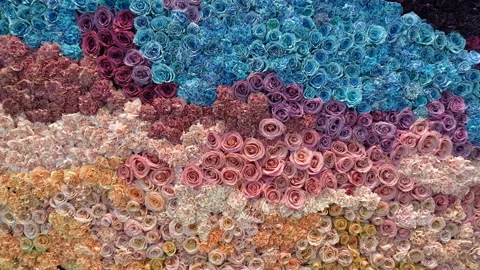 A wall of flowers. Lots of roses. Different colors of flowers: pink, purple Stock Footage 158952810
