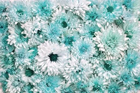 Wall of flowers Stock Photos