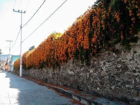 Wall with flowers Stock Photos