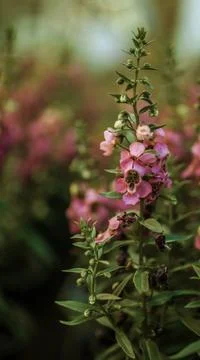 Wall Flowers Foto stock