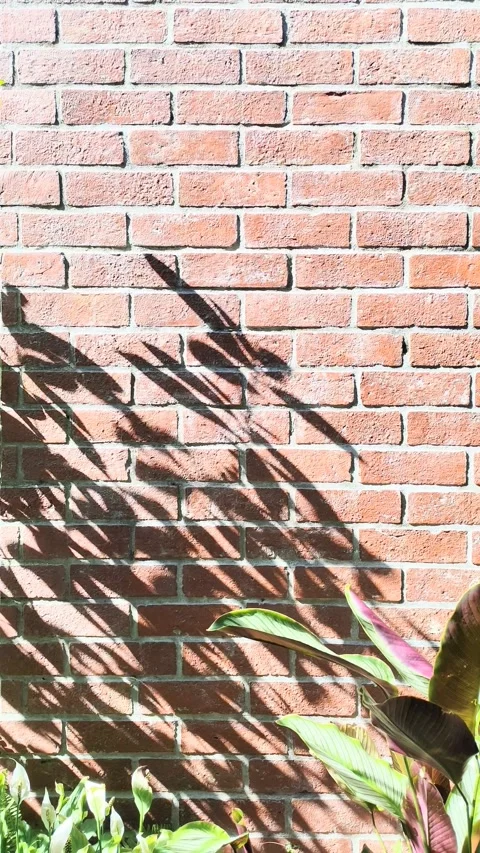 Wall Vídeo Stock 335074537