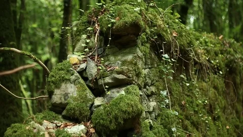 Wall in the Forest Stock Footage 77509759