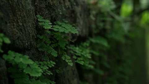 Wall in a forest with moss and grass 動画素材 119605618