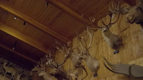 Wall full of deer and goat taxidermy Video stock 219070717