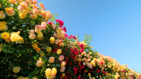A wall full of red and yellow roses Stock Footage 195067846