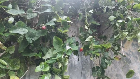 Wall Garden in Daylight Stock Footage 297605419