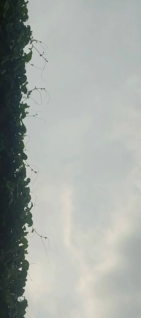 Wall Garden, Side View Stock-Footage 307602805