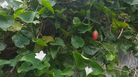 Wall Garden View in Daylight Stock-Footage 297605480
