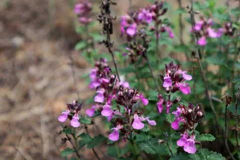 Wall germander flower in the field Stock Photos
