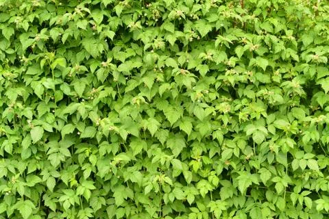 Wall of green branches raspberry Stock Photos