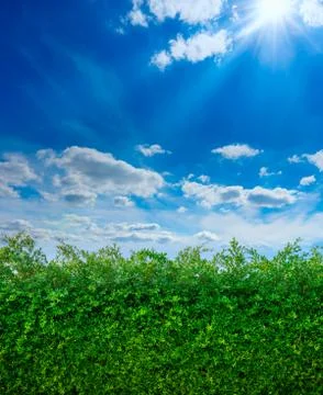 Wall of green leaf tree with blue sky and cloud Stock Photos