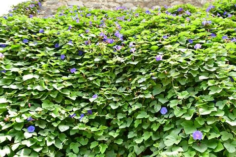 Wall of green leafes with purple flowers Stock Photos