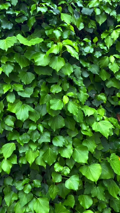 Wall of green leaves Stock Footage 303922109