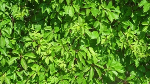 Wall of green leaves of plants in wind 動画素材 336382319