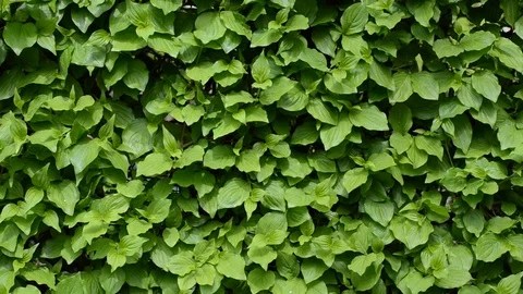 The wall of green leaves shaking on the wind Stock Footage 89213555