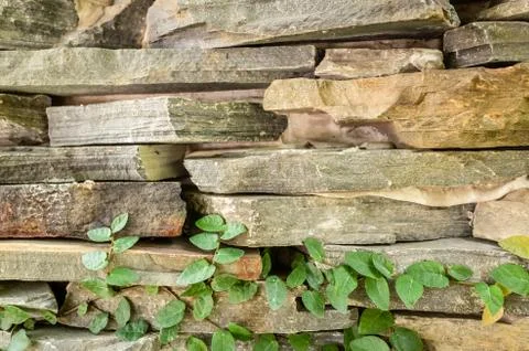 Wall with green moss background Stock Photos